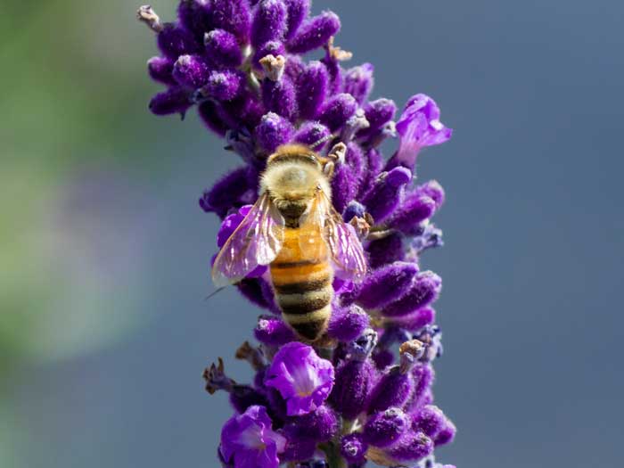 Bees are safe on the Pure Potent WOW! Farm